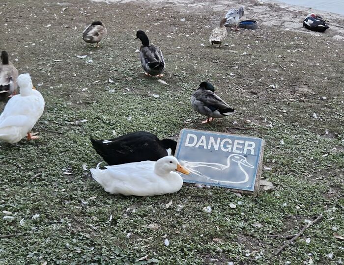 Funny-Birds-Threatening-Auras