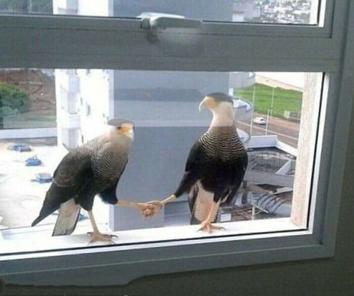 Funny-Birds-Threatening-Auras