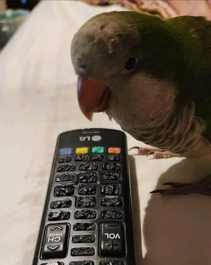 Funny-Birds-Threatening-Auras