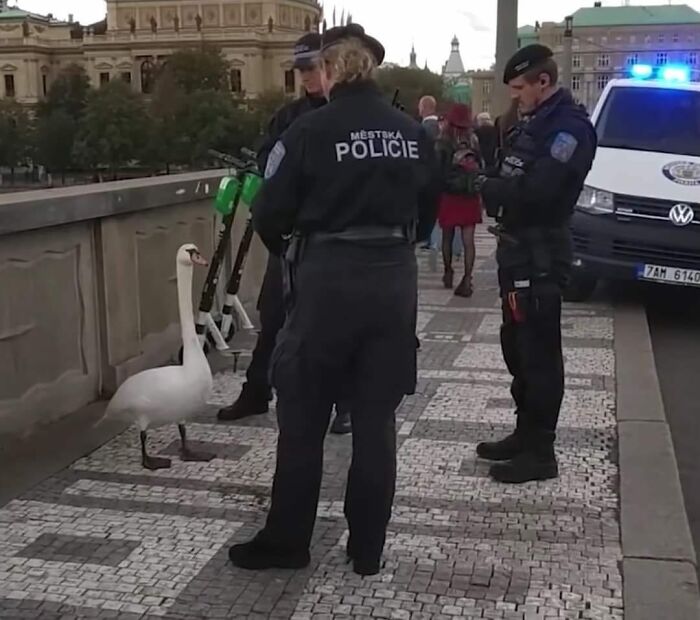 Funny-Birds-Threatening-Auras