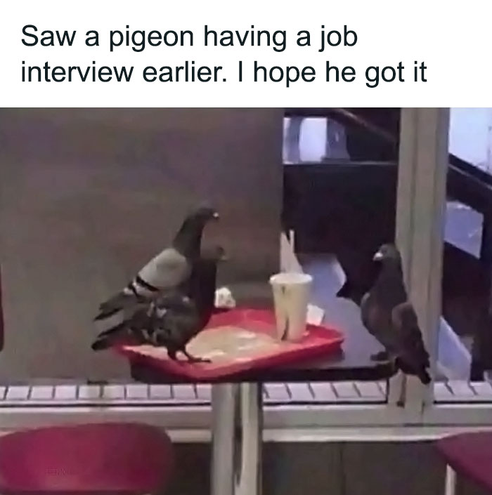 Funny-Birds-Threatening-Auras