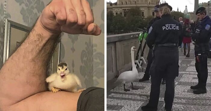 35 Chaotic Avian Memes Shared By “Birds With Threatening Auras”