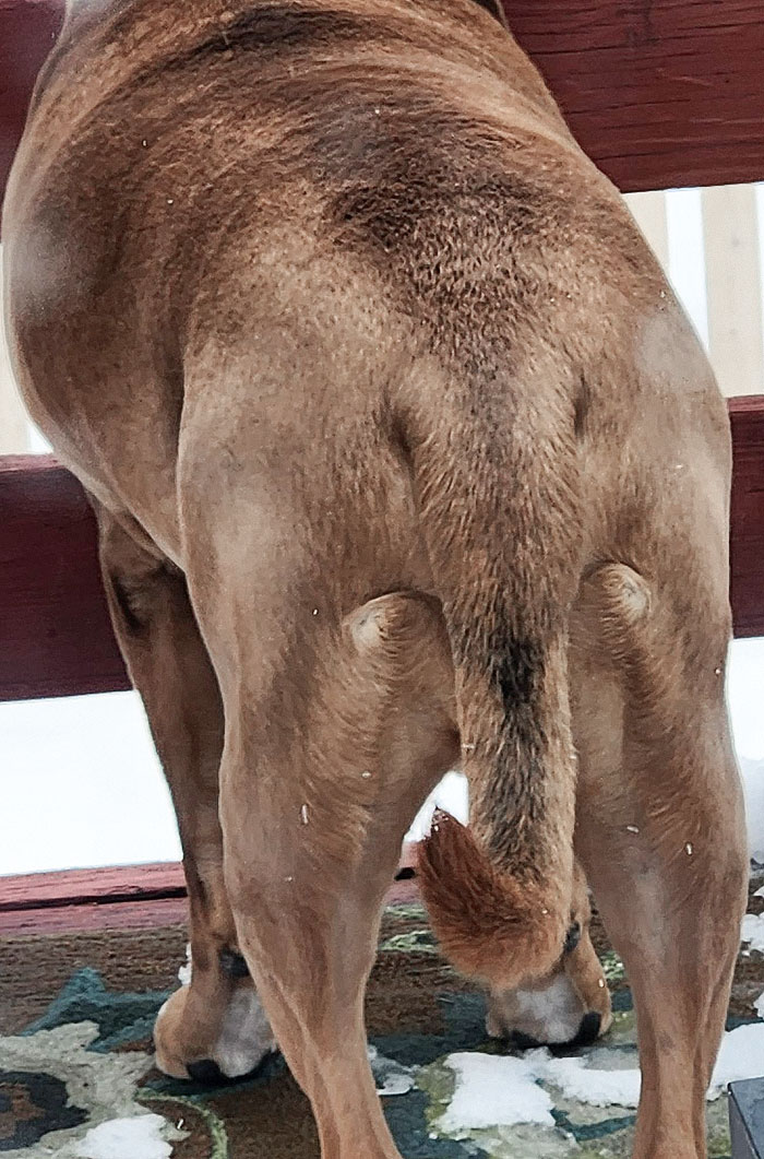 My Dad Sent Me This Picture Of An "Elephant" On His Porch