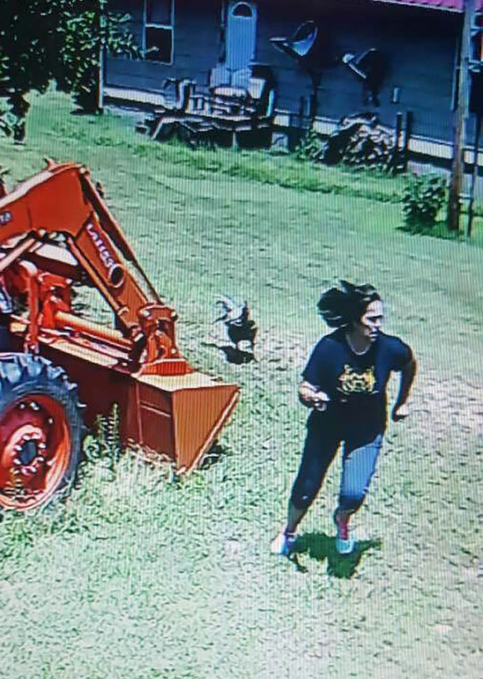 A woman humorously runs from a chicken near a tractor in a backyard scene.