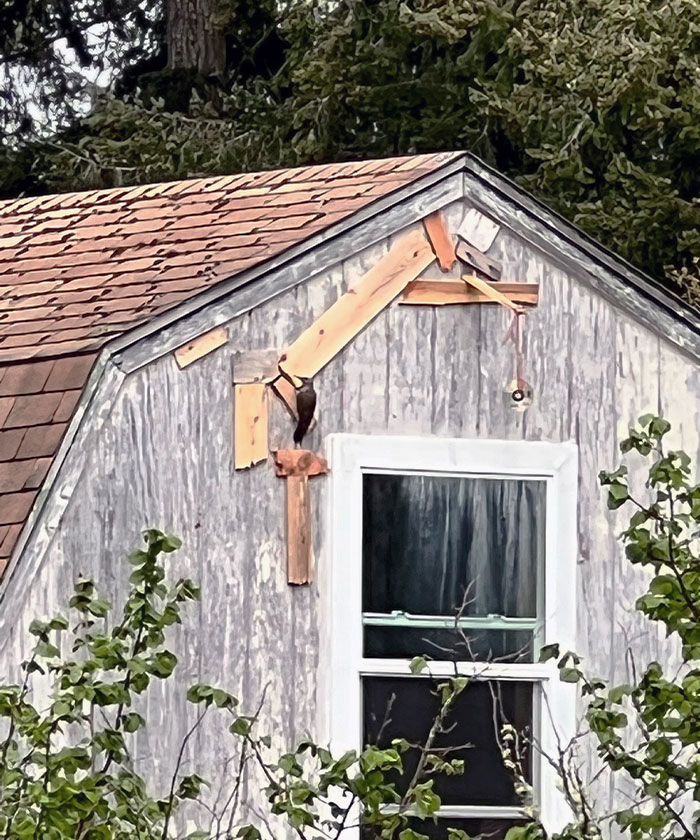 Been Watching My Neighbor's War With A Woodpecker For The Past Year
