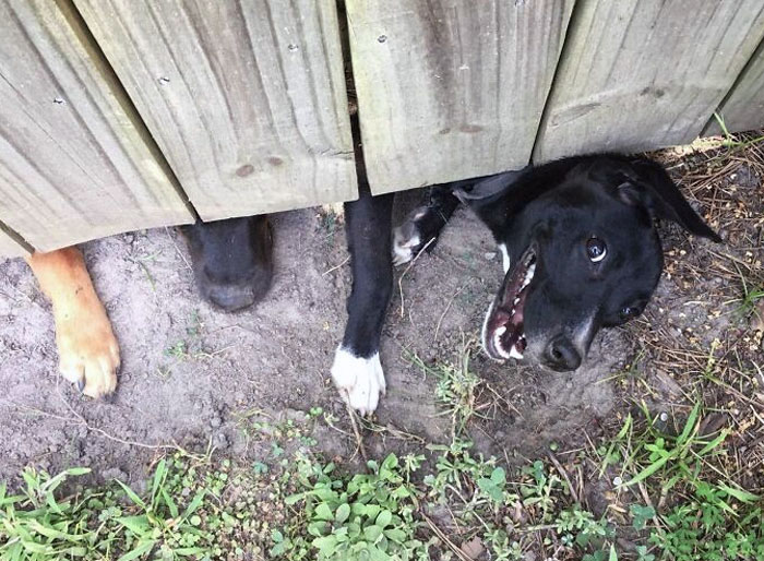 I Haven't Met My New Neighbor Yet, But Her Dogs Love Me