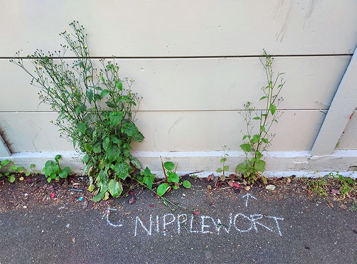 Somebody In My Neighborhood Is Labelling Grass