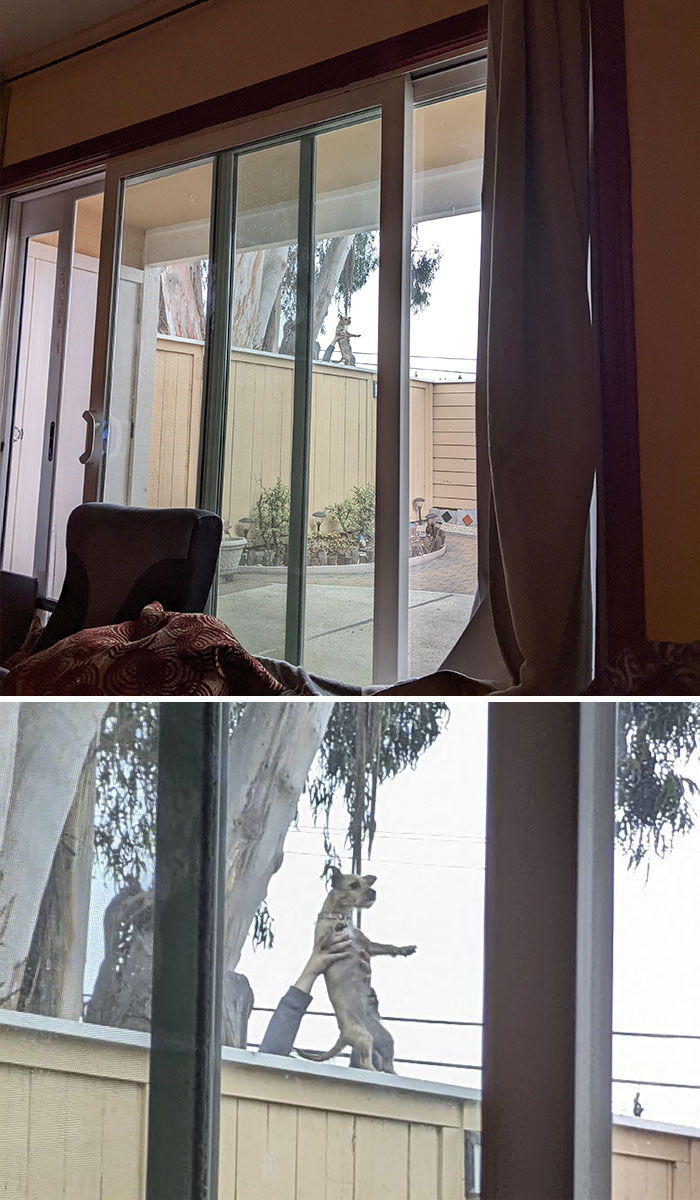 My Girlfriend's Neighbor Showing Her Dog The World