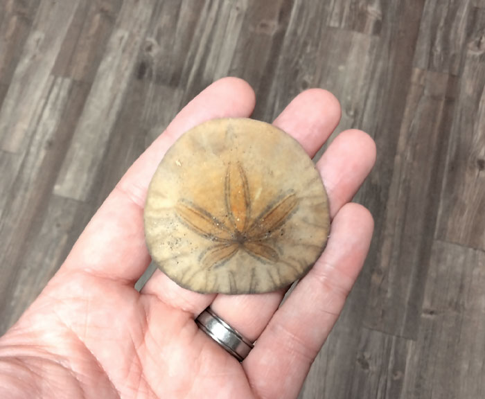 Sorting Through The Halloween Candy And One House In The Neighborhood Was Giving Out Sand Dollars