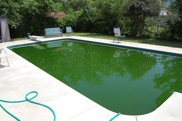 Person Wreaks Petty Revenge On Neighbor Who Kept Complaining About Their Pool By Painting It Green Person Wreaks Petty Revenge On Neighbor Who Kept Complaining About Their Pool By Painting It Green