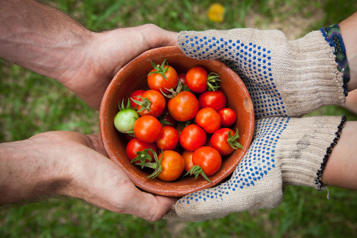 People holding a bowl with tomatoes People holding a bowl with tomatoes