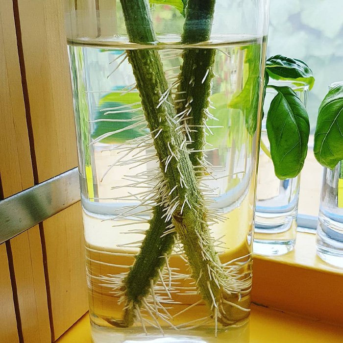 Tomatoes roots Tomatoes roots