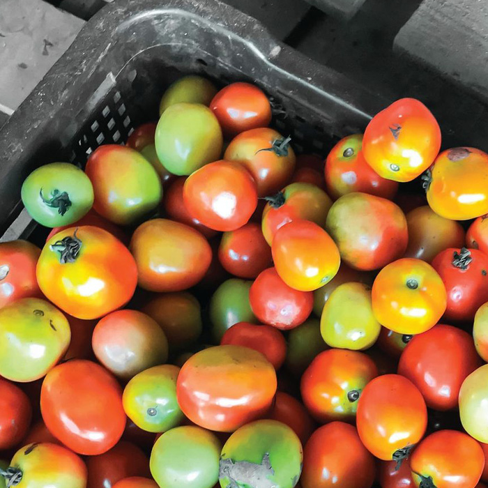 Anthracnose rot on the tomatoes Anthracnose rot on the tomatoes