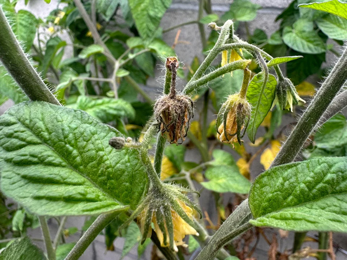 Tomatoes blossom drop Tomatoes blossom drop
