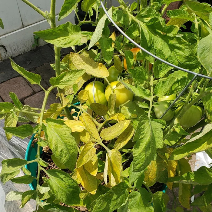 Yellowing tomatoes' leaves Yellowing tomatoes' leaves