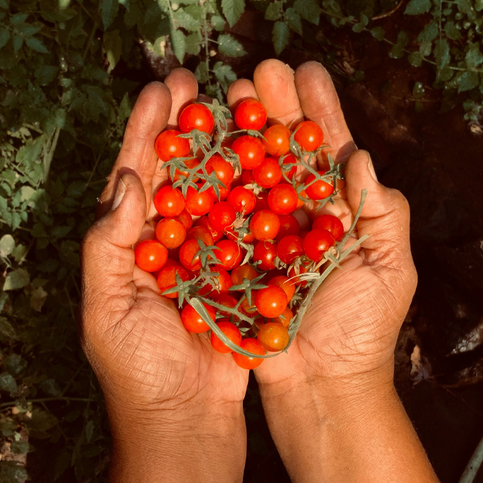 Person holding cherry tomatoes Person holding cherry tomatoes