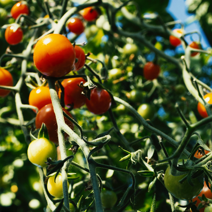 Red and green tomatoes Red and green tomatoes