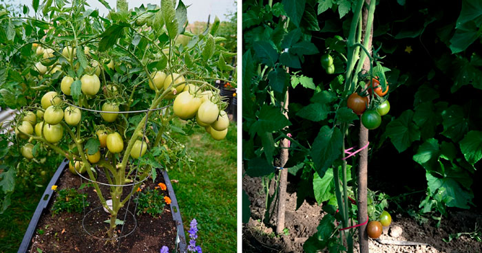 Determinate and indeterminate types of tomatoes' growth Determinate and indeterminate types of tomatoes' growth