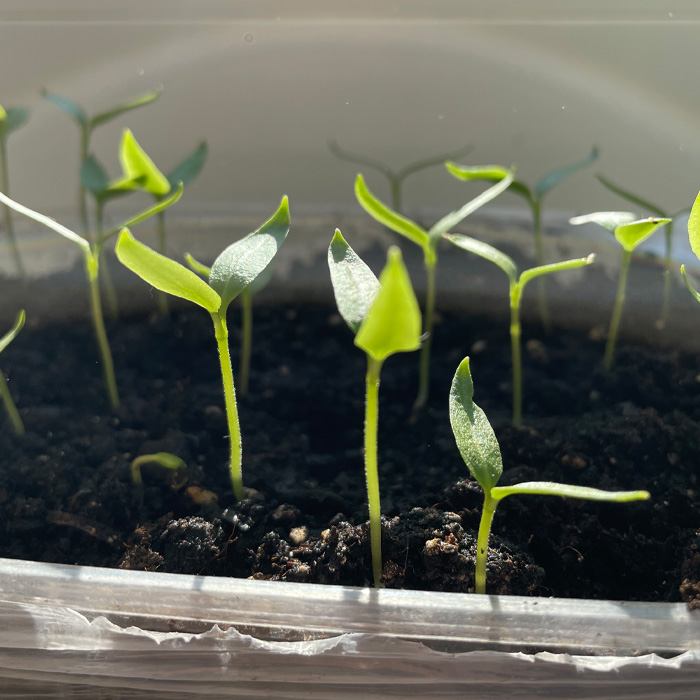 Tomatoes saplings Tomatoes saplings