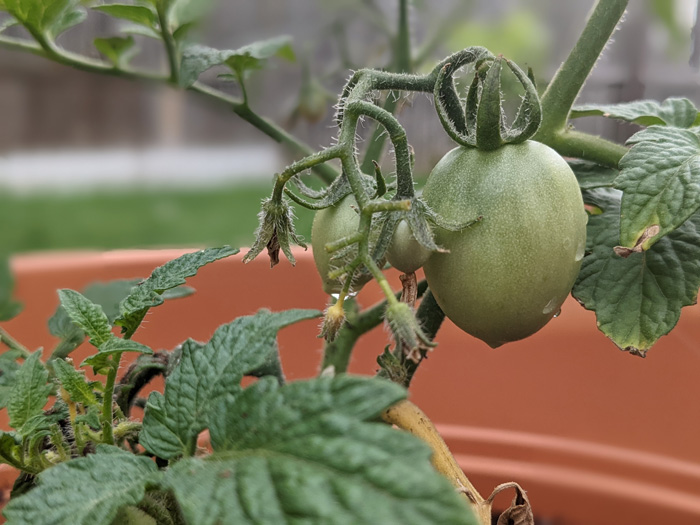 Green tomato in the pot Green tomato in the pot