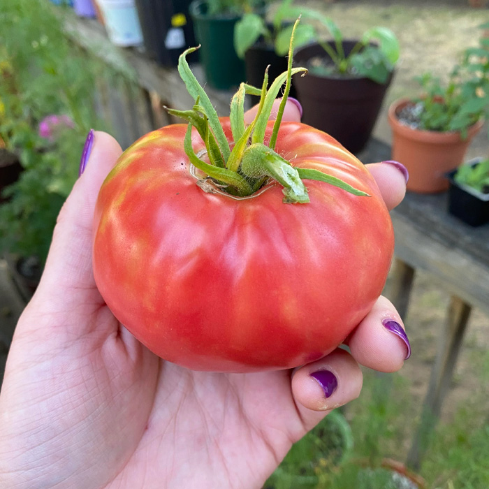 Person holding red beefsteak tomato Person holding red beefsteak tomato