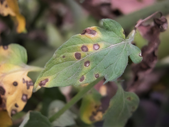Blight on the tomatoes leaves Blight on the tomatoes leaves