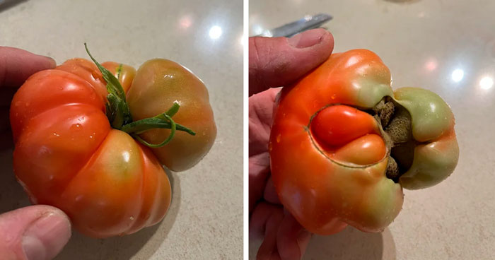 Uneven tomato ripening Uneven tomato ripening