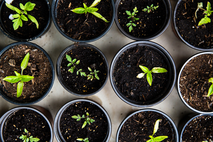 Individual tomatoes saplings in the pots Individual tomatoes saplings in the pots
