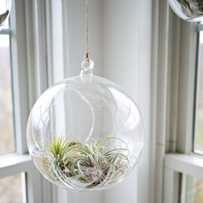 Air Plant in the glass terrarium 