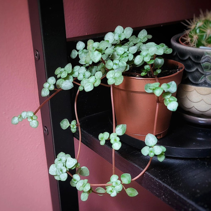 Pilea depressa plant in the brown pot 
