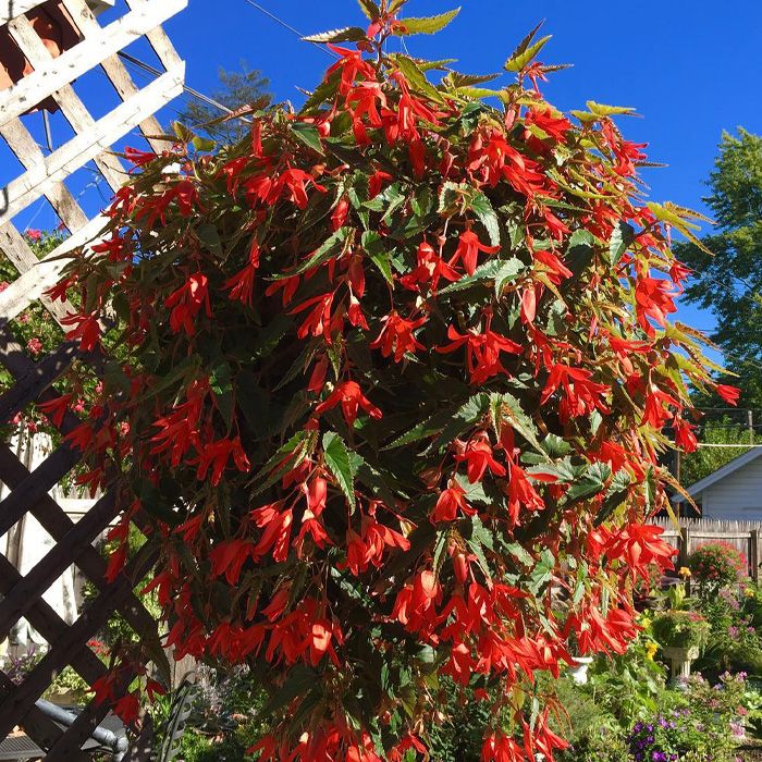 Begonia hanging outdoor 