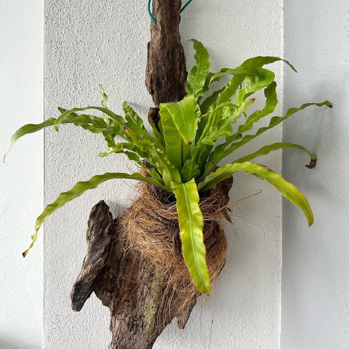 Bird&rsquo;s Nest Fern attached to a wall 