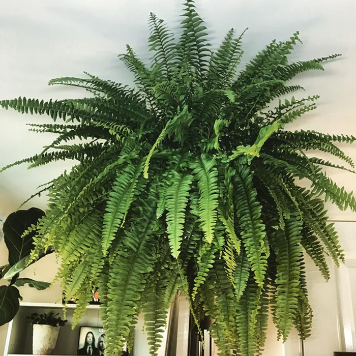 Boston Fern on the upper shelf 