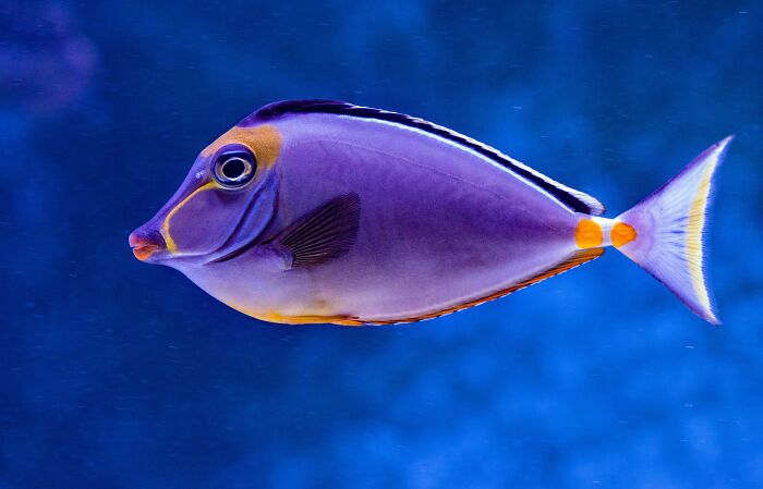 Blue and orange tang fish swimming gracefully in the ocean, showcasing vibrant colors.
