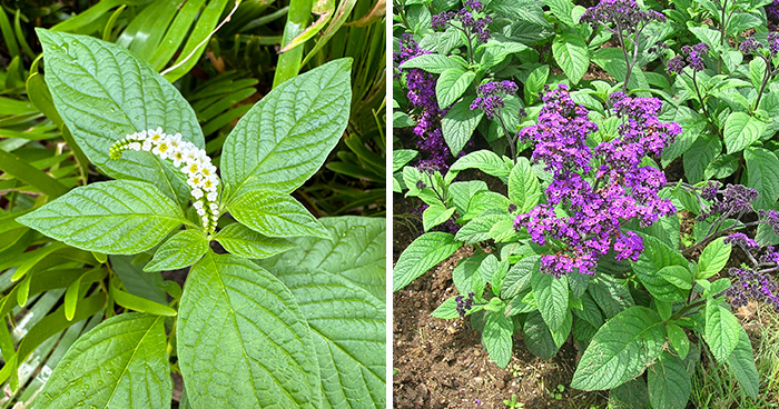 Mastering the Art of Growing Heliotropes