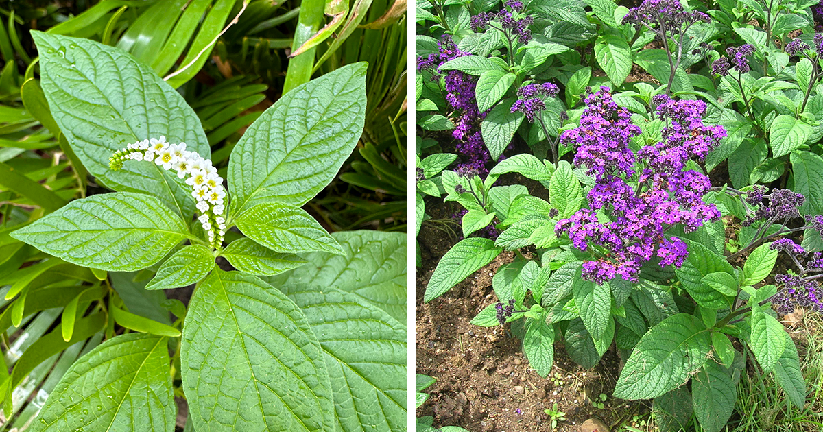 Mastering the Art of Growing Heliotropes | Bored Panda