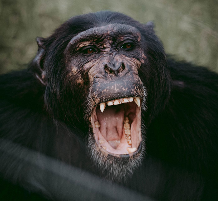 Someone Asks What's An Event In History That's So Ridiculous It Sounds Fake, And 35 People Deliver