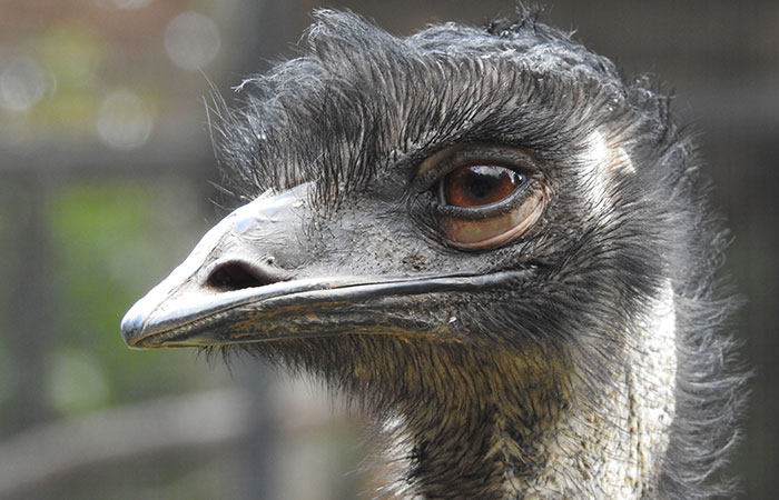 Someone Asks What's An Event In History That's So Ridiculous It Sounds Fake, And 35 People Deliver