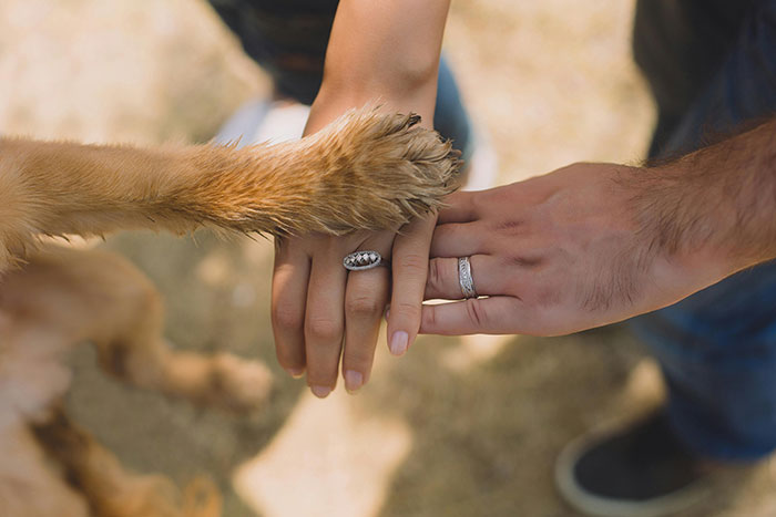 Dog paw and human hands touching, symbolizing the attention dogs need.