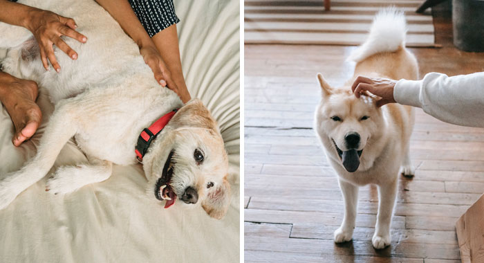 How Much Attention Do Dogs Need: Signs You Need To Spend More Time