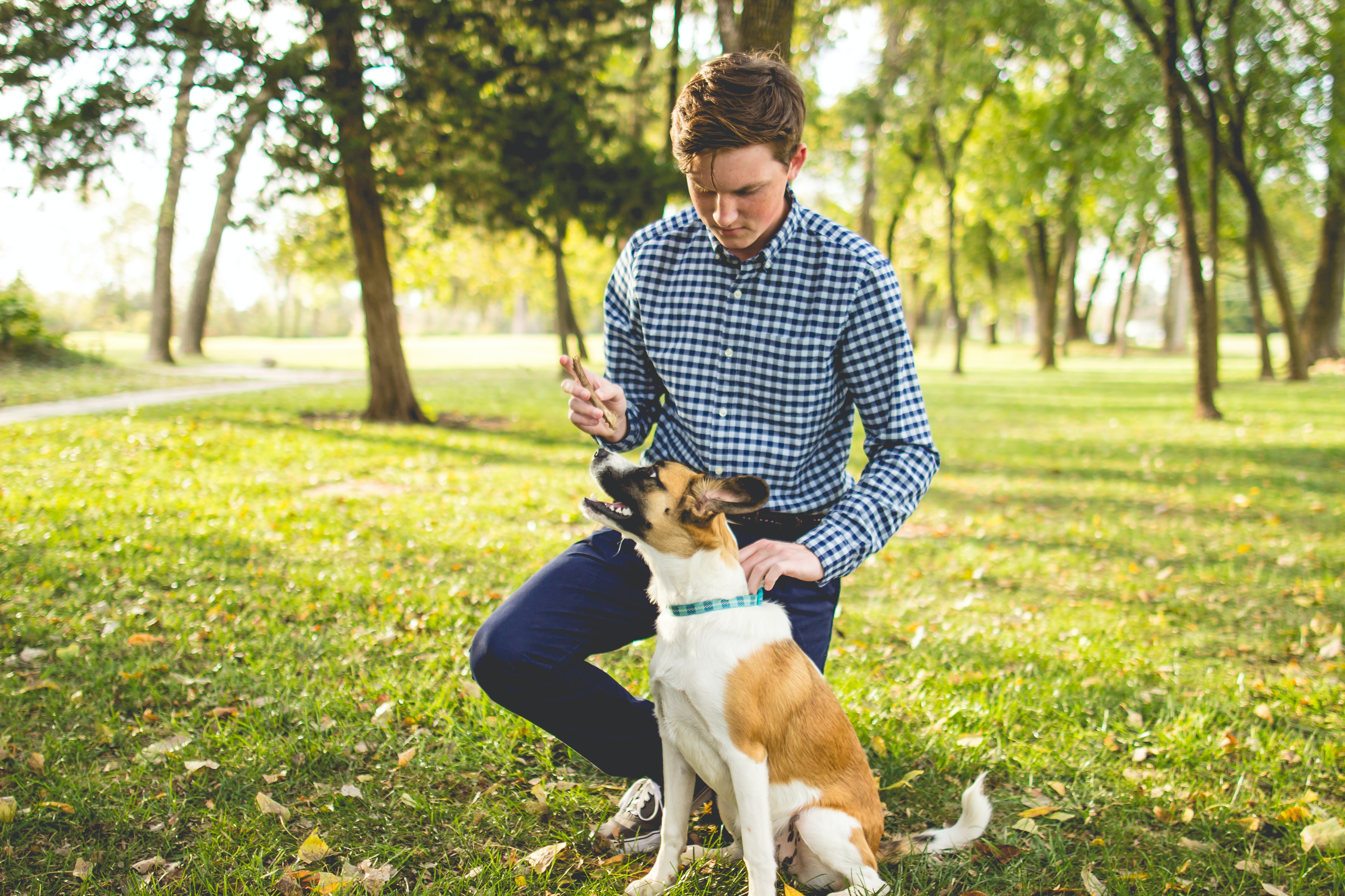 Person training a dog in the park, highlighting dog training costs and what to expect from classes. Person training a dog in the park, highlighting dog training costs and what to expect from classes.