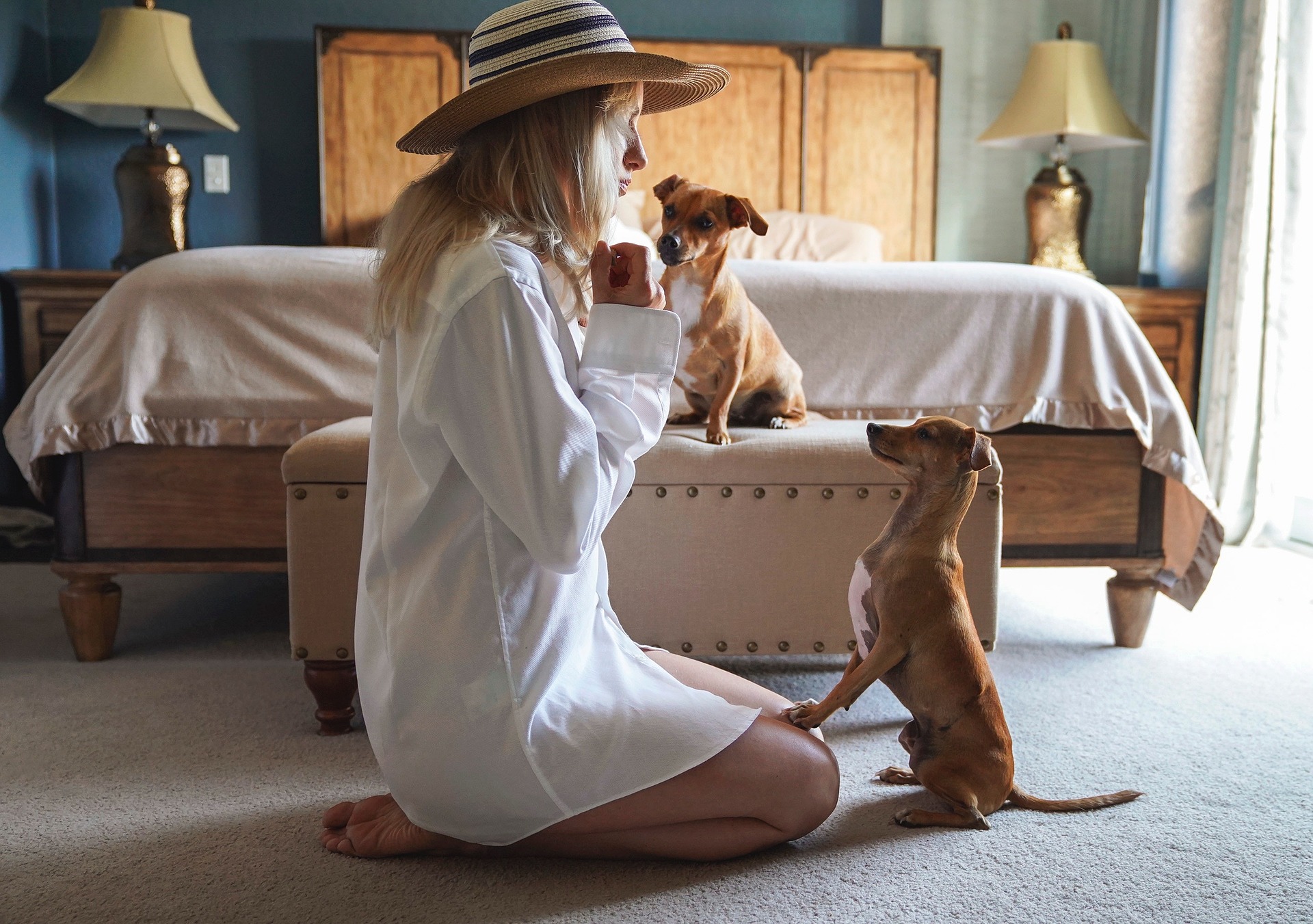 Woman training two small dogs in a bedroom setting. Woman training two small dogs in a bedroom setting.