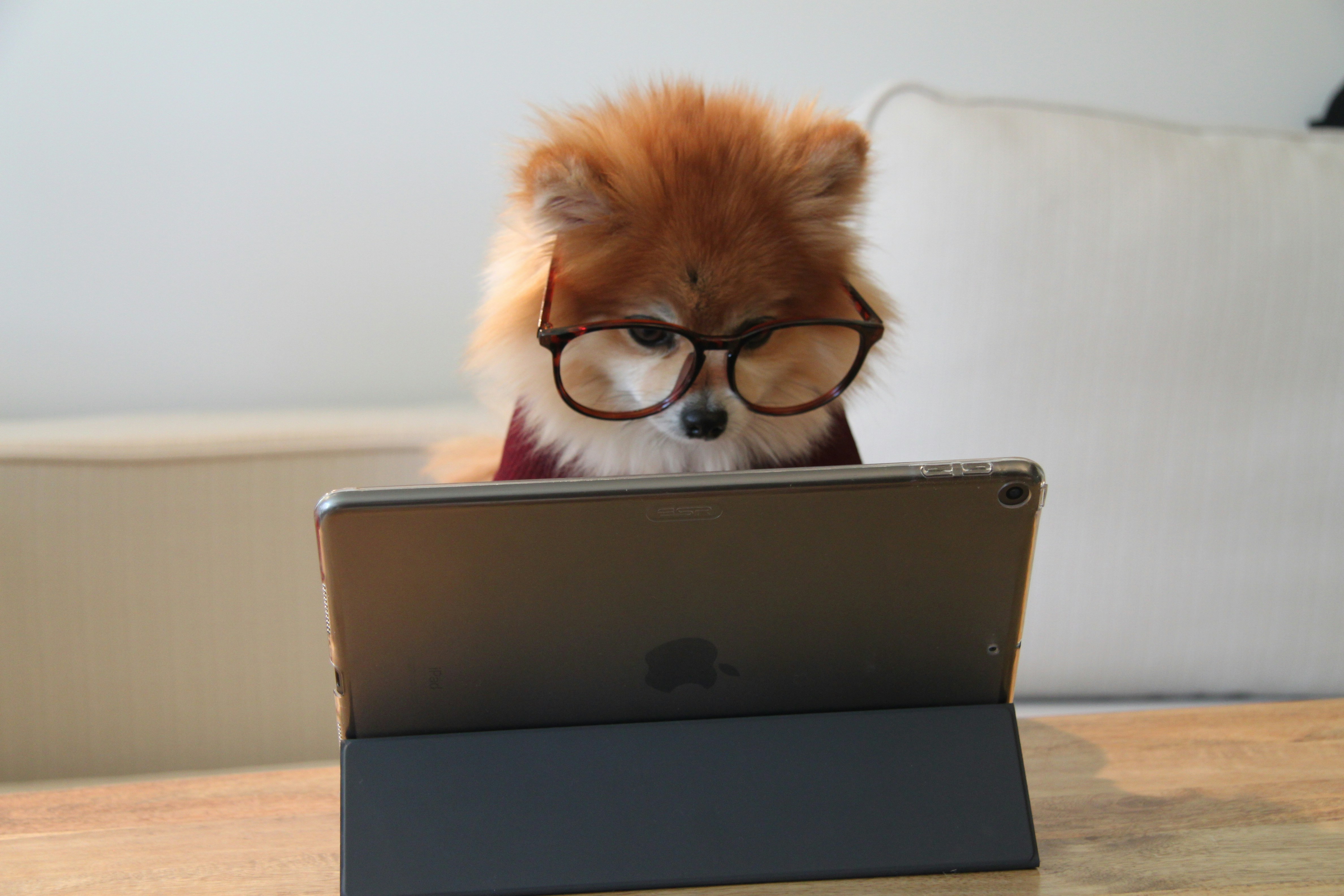 Dog wearing glasses, looking at a tablet, symbolizing dog training costs and learning expectations. Dog wearing glasses, looking at a tablet, symbolizing dog training costs and learning expectations.