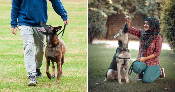 How Much Does Dog Training Cost – What to Expect for Classes?