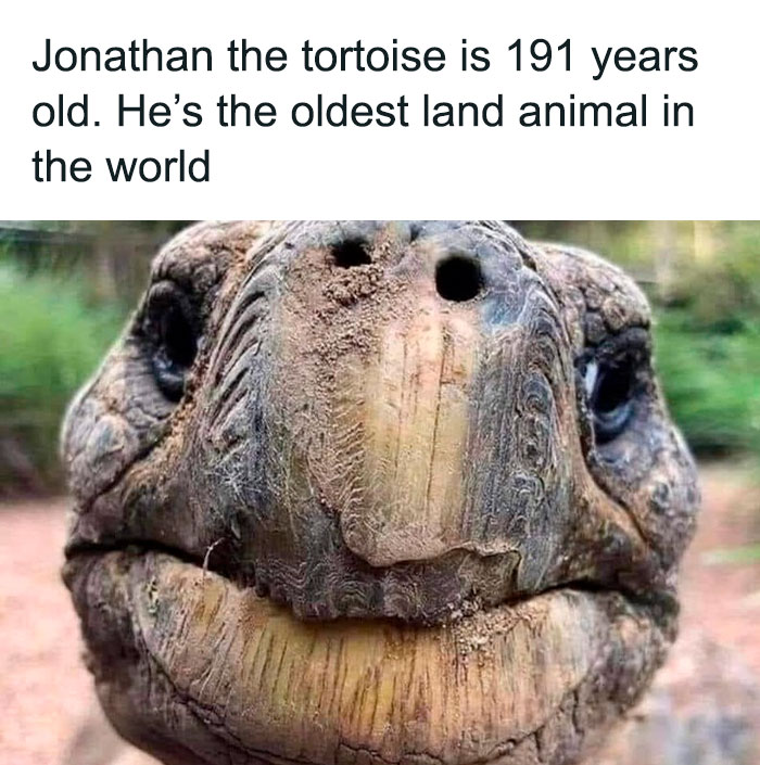 Elderly tortoise close-up, illustrating humor about getting old faster than expected.