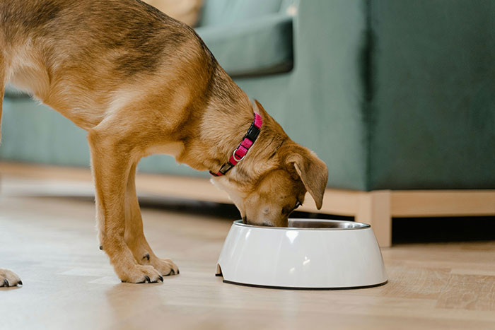 Dog eating from white bowl on wooden floor, related to cooking chicken safely for dogs.