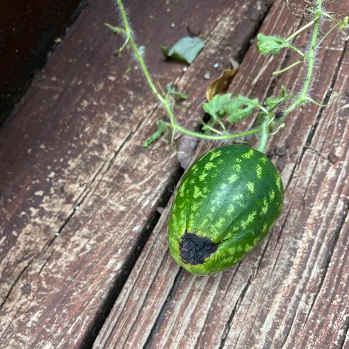 Watermelon rotting from the top Watermelon rotting from the top