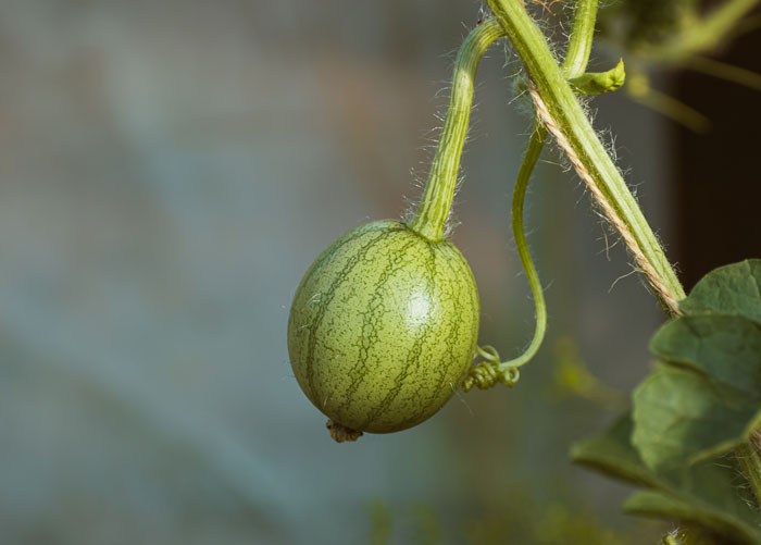 Small watermelon growing in the garden Small watermelon growing in the garden