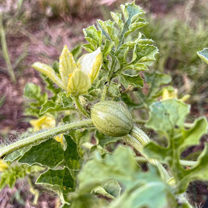 Watermelon growing in the garden Watermelon growing in the garden