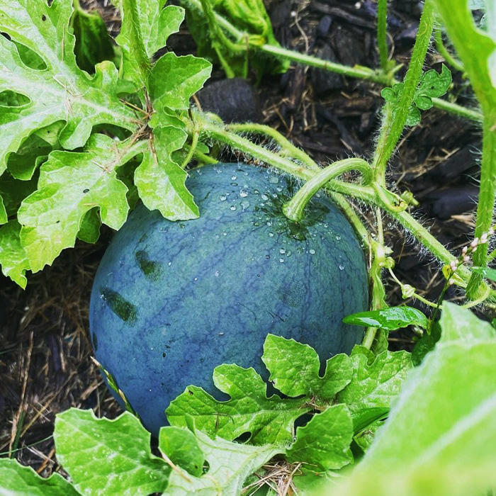Green watermelon growing in the garden Green watermelon growing in the garden